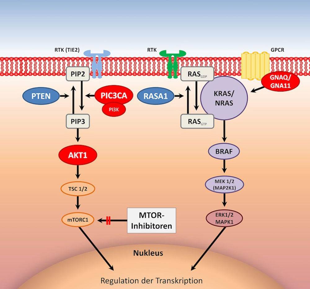 Schematische Darstellung der Signalwege und Gene