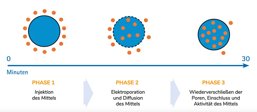 3 Wirkphasen der reversiblen Elektroporation