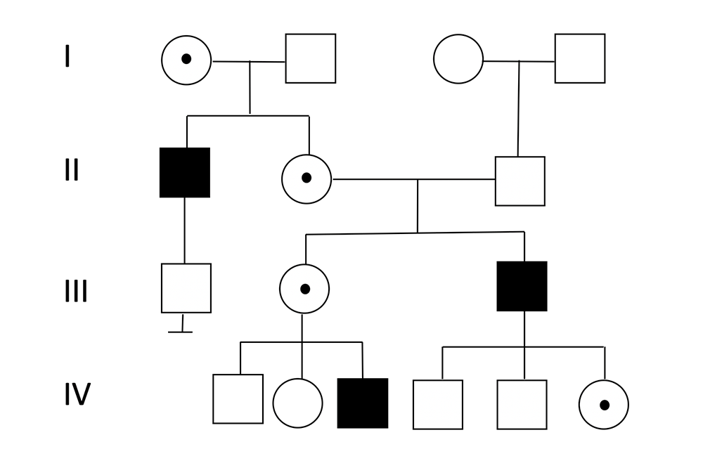 X-chromosomaler Stammbaum